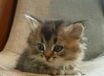Lucy - Siberian Kitten For Sale - 