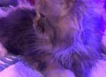 BELLA - Persian Kitten For Sale - Austin&comma; TX&comma; US