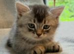 Lazar - Scottish Straight Kitten For Sale - 