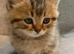 Tiger - Scottish Straight Kitten For Sale - 
