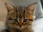 Hurry - Scottish Straight Kitten For Sale - 