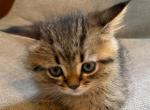Hurry - Scottish Straight Kitten For Sale - Atlanta&comma; GA&comma; US