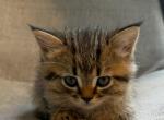 Hurry - Scottish Straight Kitten For Sale - Atlanta&comma; GA&comma; US