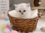 Atlas - Ragdoll Kitten For Sale - Dearborn&comma; MI&comma; US