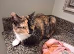 Dualisa - Domestic Cat For Sale - 