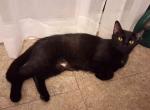 Charka - Domestic Cat For Adoption - 