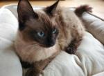 Lily - Ragdoll Kitten For Sale - Ocean Shores&comma; WA&comma; US
