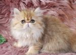 Golden Extreme Persian kittens CFA - Persian Kitten For Sale - Los Angeles&comma; CA&comma; US