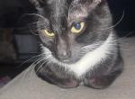 Shadow - Domestic Cat For Adoption - Long Beach&comma; CA&comma; US
