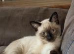KAI & KAIA - Siamese Kitten For Sale - 