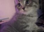Daisy - Scottish Straight Kitten For Sale - 