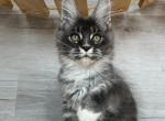 Finn - Maine Coon Kitten For Sale - Miami&comma; FL&comma; US