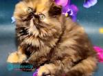 Molli - Persian Kitten For Sale - Pembroke Pines&comma; FL&comma; US