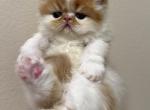 Persian babies - Persian Kitten For Sale - Los Angeles&comma; CA&comma; US