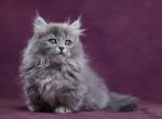 Yucatan - Munchkin Kitten For Sale - Pembroke Pines&comma; FL&comma; US