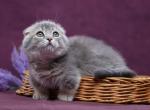 Jupiter - Munchkin Kitten For Sale - Pembroke Pines&comma; FL&comma; US