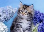 Varya - Siberian Kitten For Sale - Pembroke Pines&comma; FL&comma; US