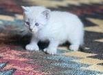 Male Lynx point Snowshoe Siamese Polydactyl - Snowshoe Kitten For Sale - Battle Creek&comma; MI&comma; US