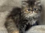 SP16 Calico Female Available - Persian Kitten For Sale - Lacey&comma; WA&comma; US