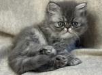 SP15 Blue Cream Dilute Tortie Smoke Female - Persian Kitten For Sale - Lacey&comma; WA&comma; US