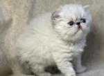 MIL21 CFA Pointed Himalayan Female - Himalayan Kitten For Sale - Lacey&comma; WA&comma; US