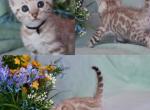 Beautiful snow mink litter - Bengal Kitten For Sale - Vista&comma; CA&comma; US