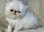 MIL20 CFA Himalayan Female - Himalayan Kitten For Sale - Lacey&comma; WA&comma; US