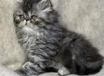 SP18 Blue Cream Smoke - Persian Kitten For Sale - Lacey&comma; WA&comma; US