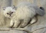 PO12  Male Doll Face Himalayan Available - Himalayan Kitten For Sale - Lacey&comma; WA&comma; US
