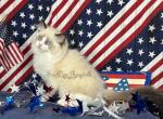 ChloeFinley - Ragdoll Kitten For Sale - Lakeland&comma; FL&comma; US