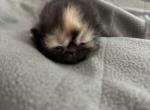 Exotic kittens - Exotic Kitten For Sale - Altamonte Springs&comma; FL&comma; US