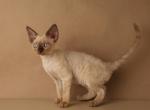 Markiz - Devon Rex Kitten For Adoption - Alexandria&comma; VA&comma; US