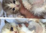 Belle baby - Ragdoll Kitten For Sale - 