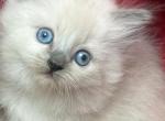 Ragdolls - Ragdoll Kitten For Sale - Barberton&comma; OH&comma; US