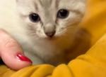 Female Snowshoe Siamese Polydactyl Lynx Point - Siamese Kitten For Sale - Battle Creek&comma; MI&comma; US