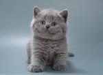 Olwen - British Shorthair Kitten For Sale - Pembroke Pines&comma; FL&comma; US