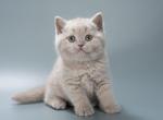 Otis - British Shorthair Kitten For Sale - Pembroke Pines&comma; FL&comma; US