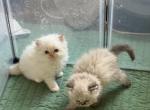Ziba last litter - Persian Kitten For Sale - Walkersville&comma; MD&comma; US
