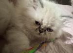 PO13 Himalayan Tortie Point Doll Face - Himalayan Kitten For Sale - Lacey&comma; WA&comma; US
