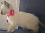 Siamese kitty - Siamese Kitten For Sale - 