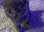 Milo - Scottish Fold Kitten For Sale - Houston&comma; TX&comma; US