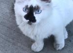 Prince Fluffy - Siamese Kitten For Adoption - Fort Pierce&comma; FL&comma; US