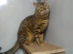 Champion - Bengal Cat For Sale/Service - Odon&comma; IN&comma; US