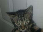 Kitty - Egyptian Mau Kitten For Sale - Brockton&comma; MA&comma; US