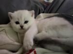 Honey - Scottish Straight Cat For Sale - Greenville&comma; TX&comma; US