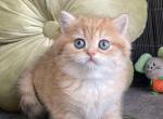British NOV Winny - British Shorthair Kitten For Sale - Empire State&comma; NY&comma; US
