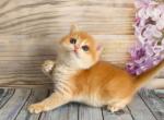 British NOV Raimo - British Shorthair Kitten For Sale - Empire State&comma; NY&comma; US