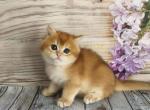 British NOV Rey - British Shorthair Kitten For Sale - Empire State&comma; NY&comma; US