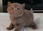 British Grace - British Shorthair Kitten For Sale - Empire State&comma; NY&comma; US