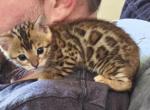 Glitter Bengals Willing to Transport - Bengal Kitten For Sale - Meridian&comma; ID&comma; US